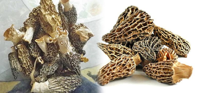 Dried Morels