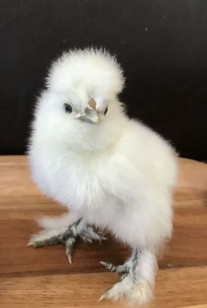 White One Day Old Fancy Chicks
