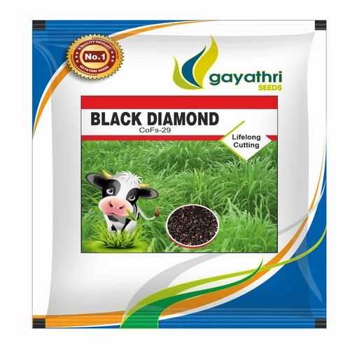 CoFs-29 Black Diamond Grass Seeds