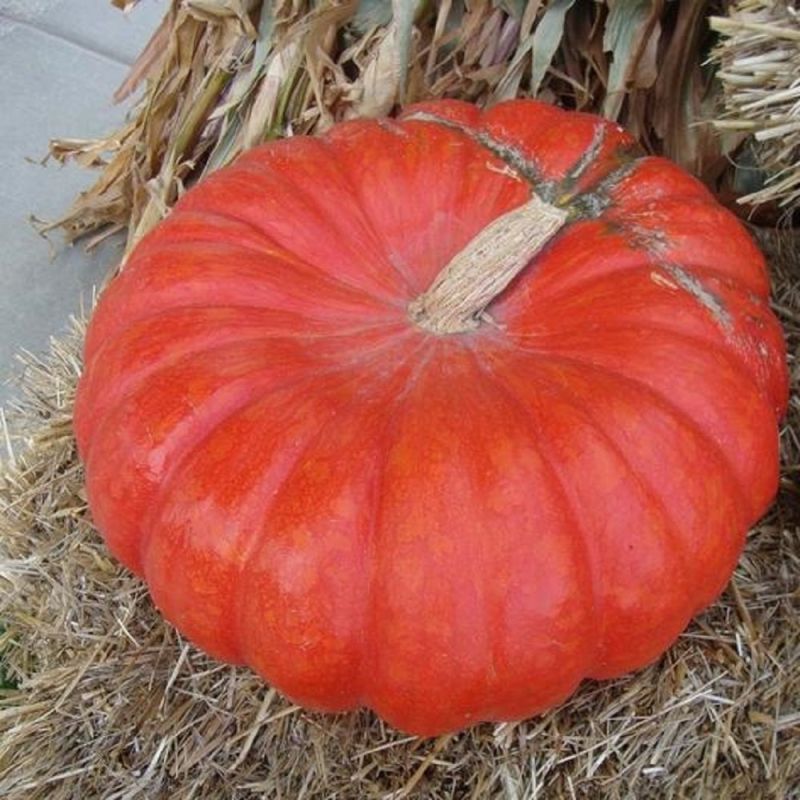 Fresh Red Pumpkin