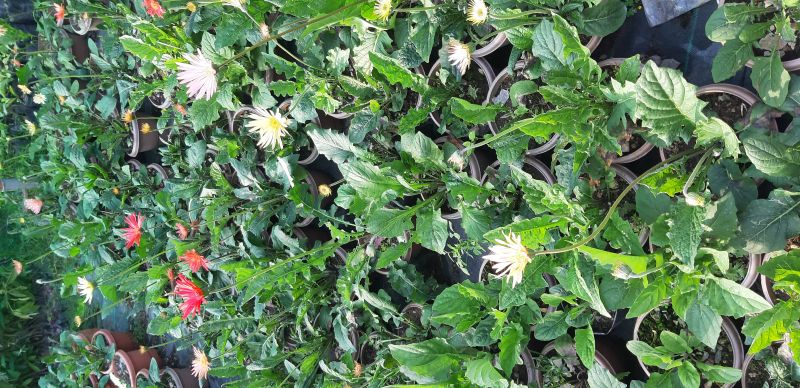 Gerbera Plant