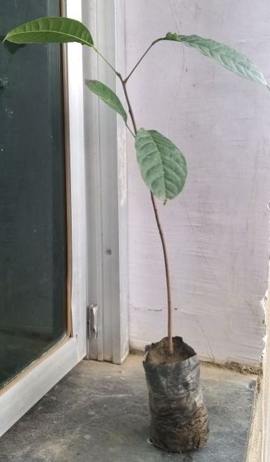 Green Mahogany Plant