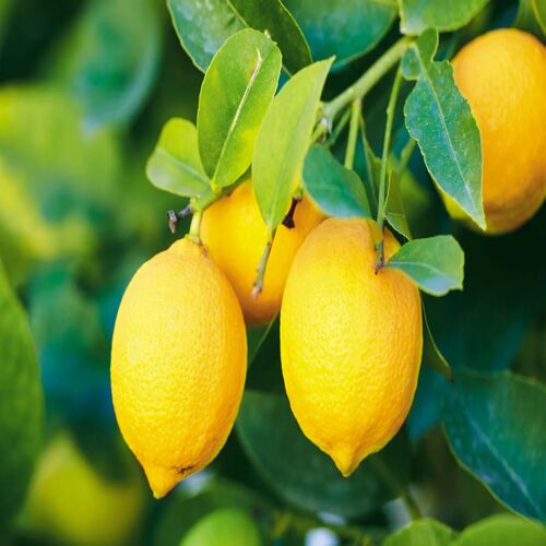 Round Natural Lemons, for Fast Food, Style : Fresh