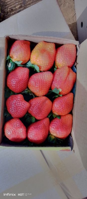 Strawberry Fruit