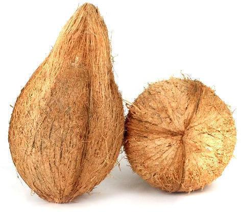 Semi Husked Coconuts