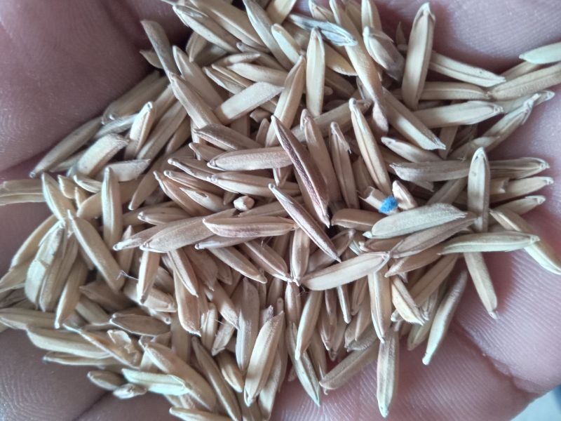 Dhan Seeds, For Agriculture, Packaging Type : Pp Bag