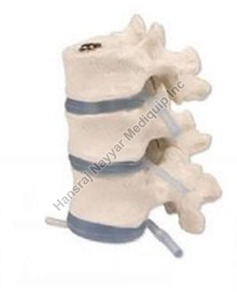 3 Thoracic Vertebrae 3D Anatomical Model, for School, Science Laboratory, Feature : Accurate Design