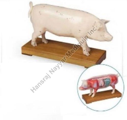 Acupuncture Pig 3D Anatomical Model