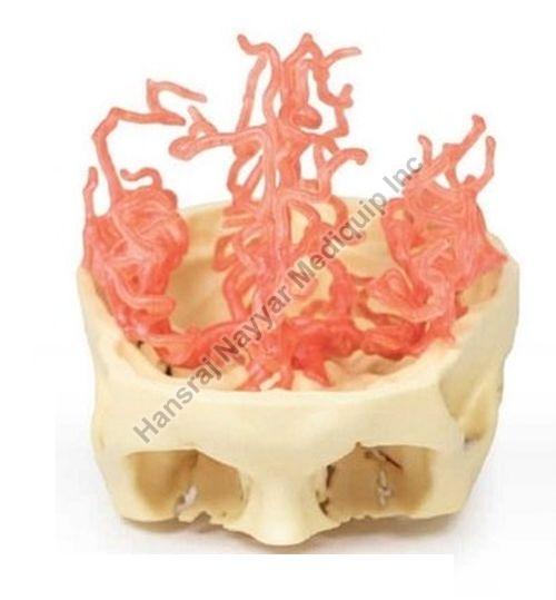 Arterial Circulation 3D Anatomical Model, for School, Science Laboratory, Feature : Accurate Design
