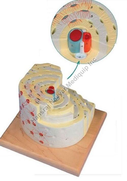 Bone Structure 3D Anatomical Model, for School, Science Laboratory, Feature : Accurate Design, Crack Proof