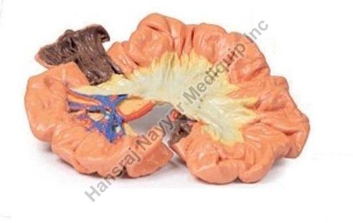 Bowel Portion lleum 3D Anatomical Model, for School, Science Laboratory, Feature : Accurate Design