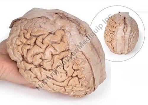 Brain Cerebrum 3D Anatomical Model, for School, Science Laboratory, Feature : Accurate Design, Crack Proof