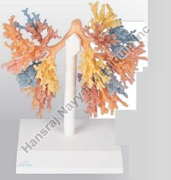 Bronchial Tree 3D Anatomical Model, for School, Science Laboratory, Feature : Accurate Design, Crack Proof