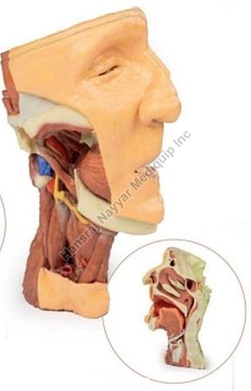 Multi Colour Deep Face 3D Anatomical Model, for School, Science Laboratory, Model Number : Human Body