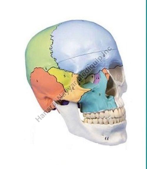 Didactical Painted Skull 3D Anatomical Model, for School, Science Laboratory, Feature : Accurate Design