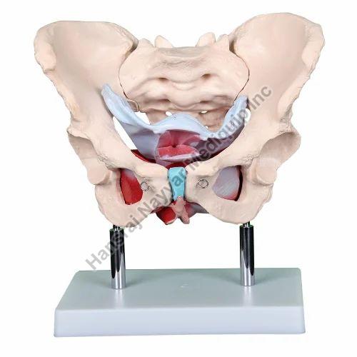 Female Pelvis 3D Anatomical Model, for School, Science Laboratory, Feature : Accurate Design, Crack Proof