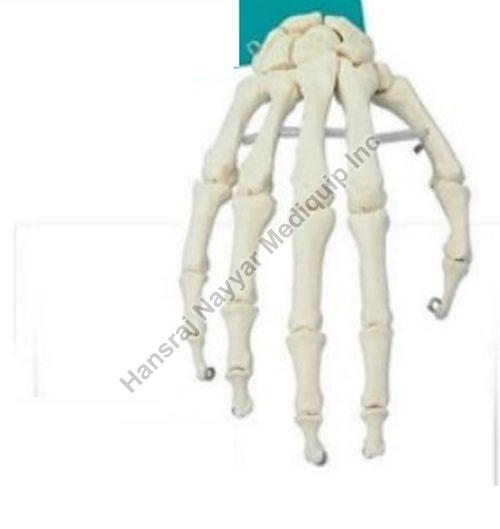 PVC Hand Skeleto Anatomical Model, for School, Science Laboratory, Feature : Accurate Design, Crack Proof