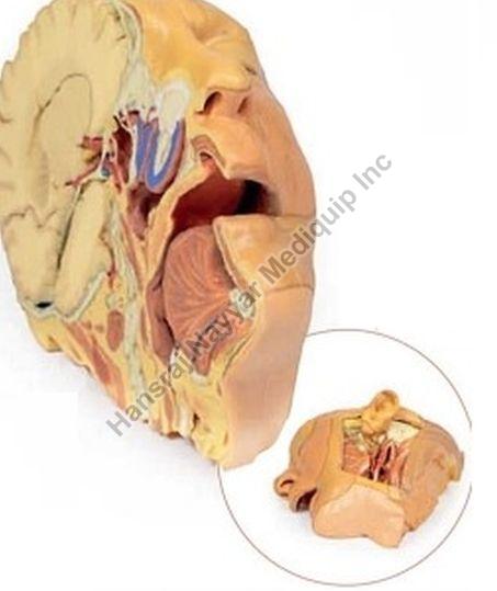 Head and Neck 3D Anatomical Model, for School, Science Laboratory, Feature : Accurate Design, Crack Proof