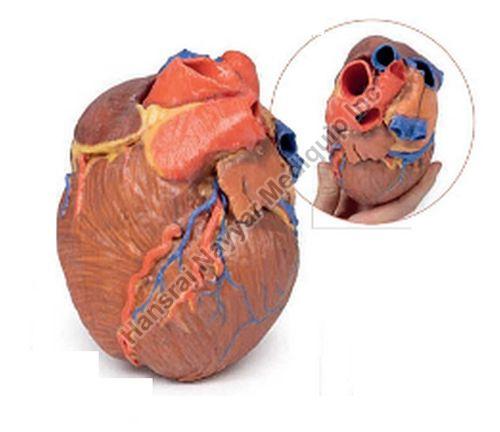 PVC Heart 3D Anatomical Model, for School, Science Laboratory, Feature : Accurate Design, Crack Proof