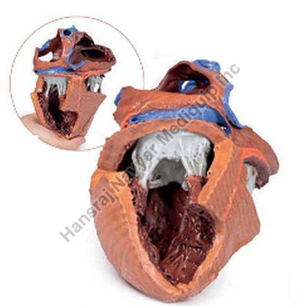 Heart Internal Structure 3D Anatomical Model, for School, Science Laboratory, Feature : Accurate Design