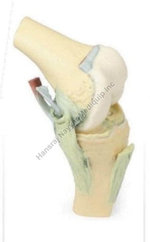 Knee Joint Flexed 3D Anatomical Model, for School, Science Laboratory, Feature : Accurate Design, Crack Proof