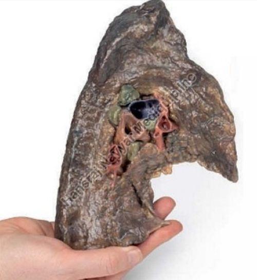 Left Lung Hilum 3D Anatomical Model, for School, Science Laboratory, Feature : Accurate Design, Crack Proof