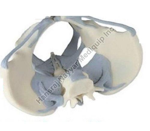 Ligamented Female Pelvis 3D Anatomical Model, for School, Science Laboratory, Feature : Accurate Design