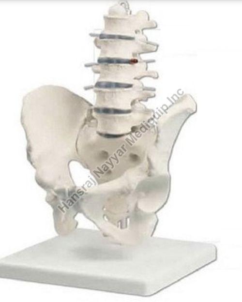 Lumbar with Pelvis 3D Anatomical Model, for School, Science Laboratory, Feature : Accurate Design, Crack Proof