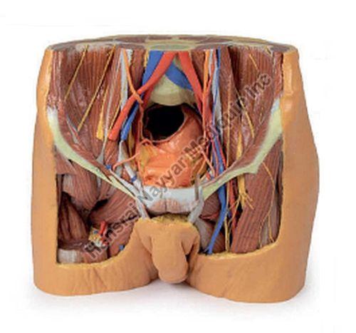 Male Pelvis 3D Anatomical Model, for School, Science Laboratory, Feature : Accurate Design, Crack Proof