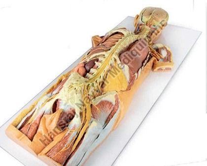 Nervous System 3D Anatomical Model, for School, Science Laboratory, Feature : Accurate Design, Crack Proof