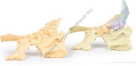 Paranasal Sinus 3D Anatomical Model, for School, Science Laboratory, Feature : Accurate Design, Crack Proof