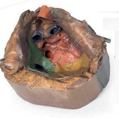 Pericardial Space 3D Anatomical Model, for School, Science Laboratory, Feature : Accurate Design, Crack Proof