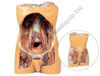 Posterior Abdominal Wall 3D Anatomical Model, for Science Laboratory, Feature : Accurate Design, Crack Proof