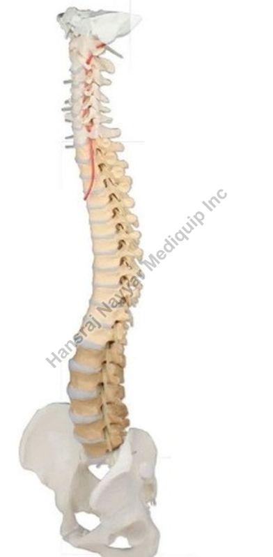 Professional Spine 3D Anatomical Model, for School, Science Laboratory, Feature : Accurate Design, Crack Proof