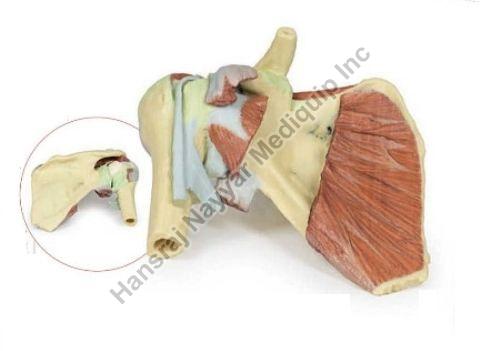 Right Shoulder Girdle 3D Anatomical Model