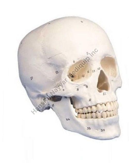 PVC Skull 3D Anatomical Model, for School, Science Laboratory, Feature : Accurate Design, Crack Proof
