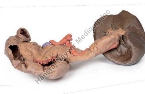 Spleen and Pancreas 3D Anatomical Model, for School, Science Laboratory, Feature : Accurate Design