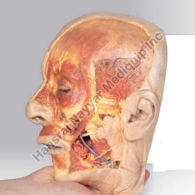 Superficial Face 3D Anatomical Model, for School, Science Laboratory, Feature : Accurate Design, Crack Proof