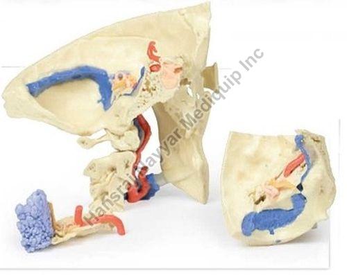 Temporal Bone 3D Anatomical Model, for School, Science Laboratory, Feature : Accurate Design, Crack Proof