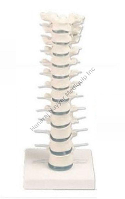 Thoracic Vertebral Column 3D Anatomical Model, for School, Science Laboratory, Feature : Accurate Design
