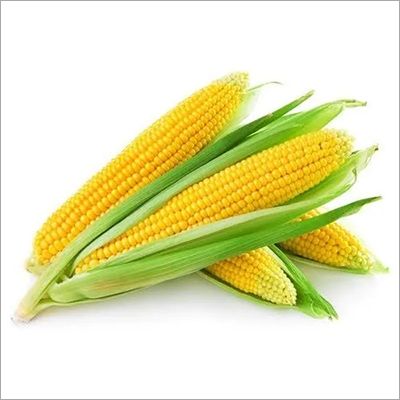 yellow maize