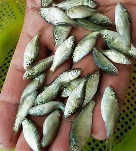 Koi Fish Seed, Style : Alive, Fresh
