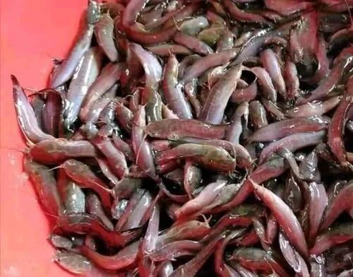 Mangur Fish Seed, Style : Alive, Fresh