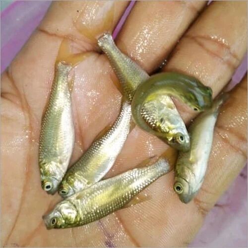 Rohu Fish Seed, Style : Alive, Fresh