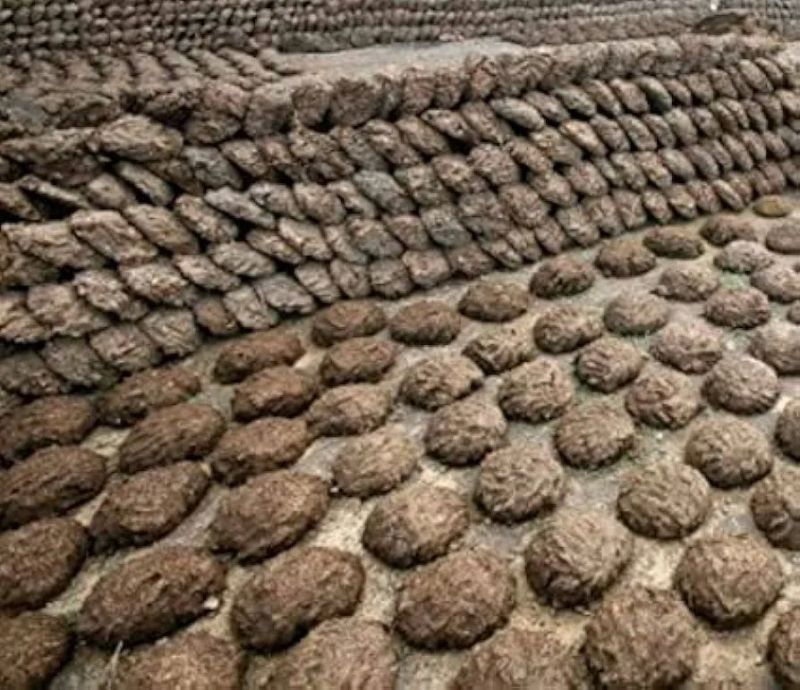 Dried Cow Dung Cakes