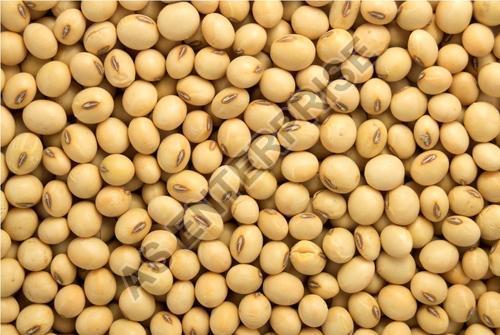 Organic Dried Soybean Seeds, for Human Consumption, Style : Natural