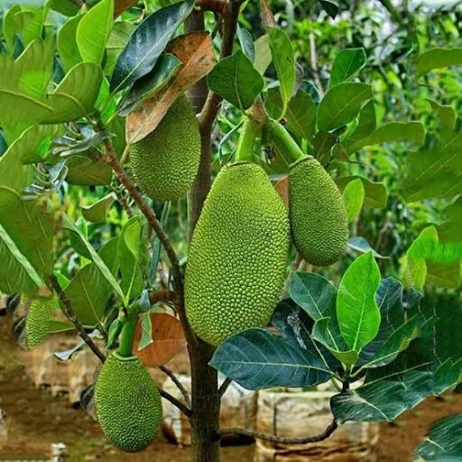 Jackfruit Plant, Variety : Thai (Baramasi)