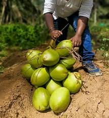 Tender Coconut