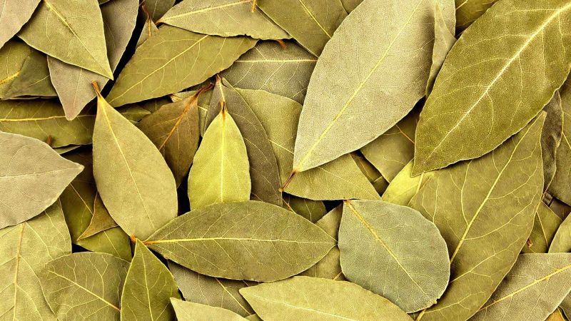 Green Leaves Fresh Bay Leaf, for Cooking, Shelf Life : 3 Months