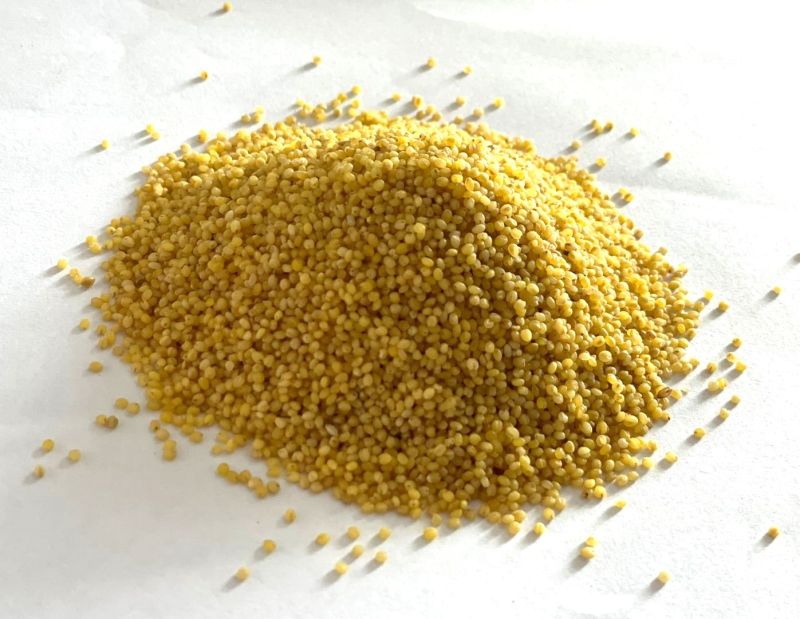 Natural Foxtail Millet (Non germinating), for Cooking, Packaging Size : 50kg